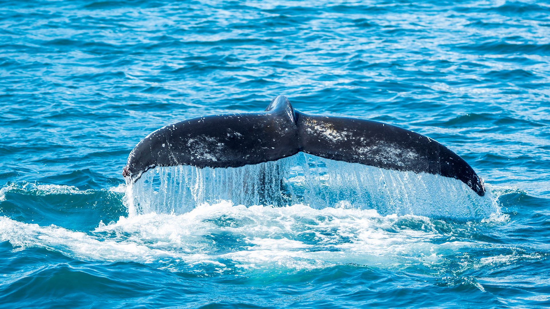 MSC welcomes updated whale chart | MSC