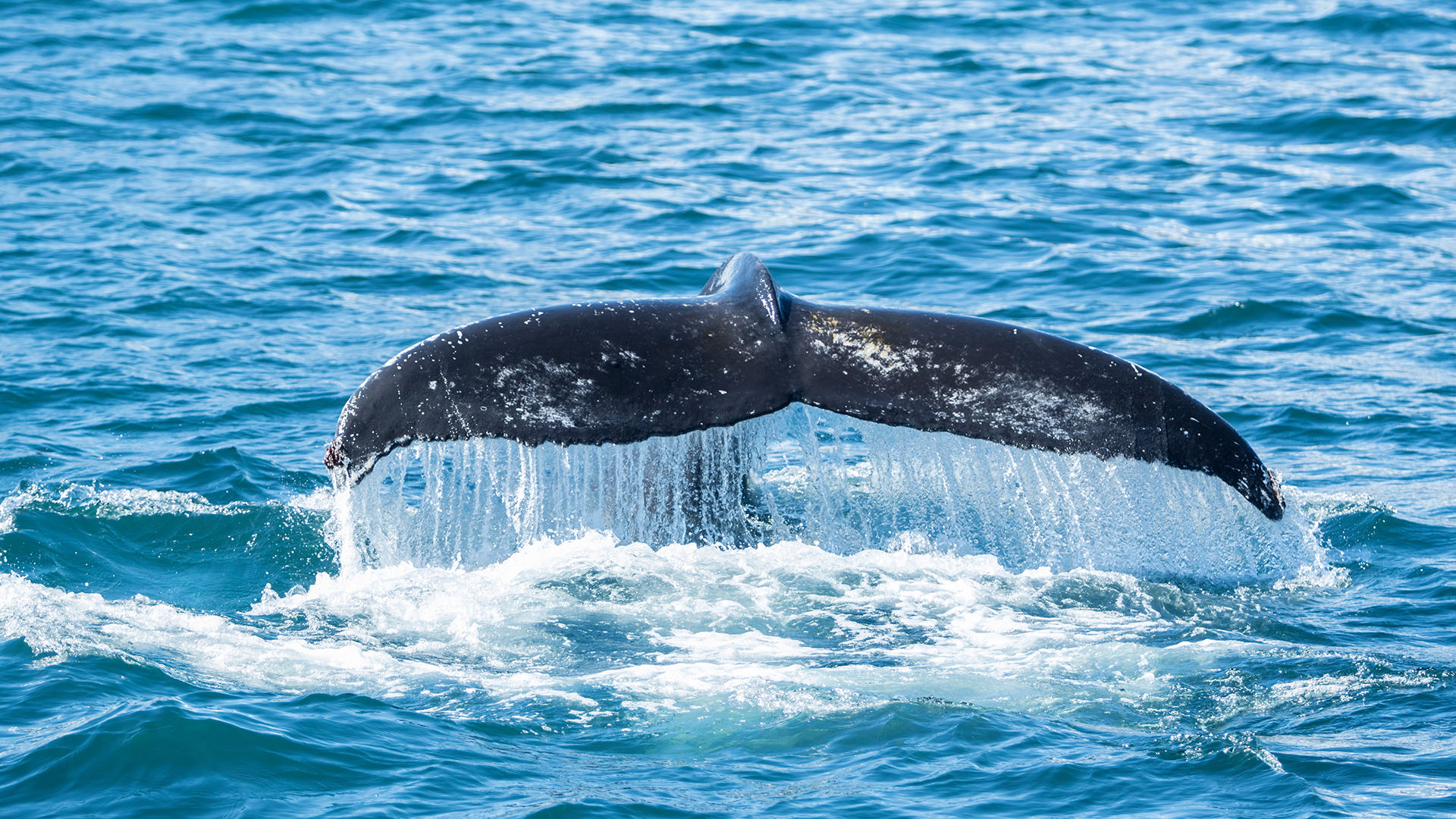 Whale's tale coming out of the ocean while diving in the blue ocean