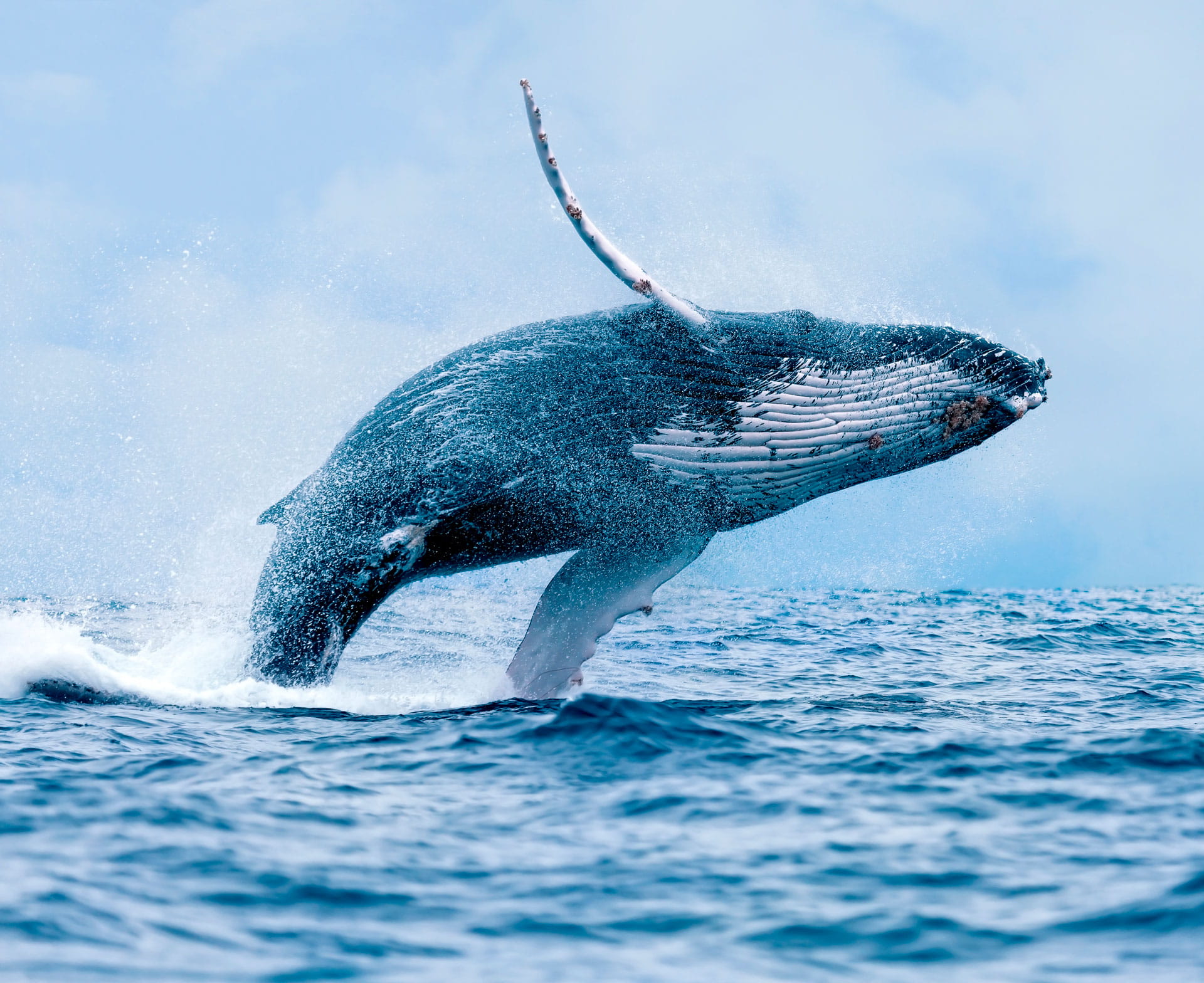 Whale making a jump out of the water