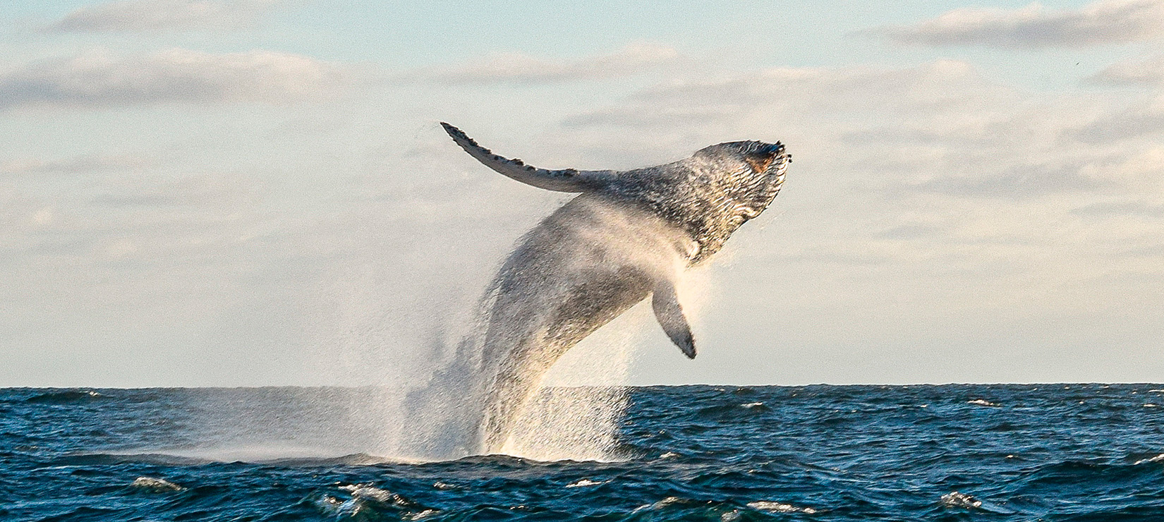 Whale back flipping out of the water while swimming in the sea