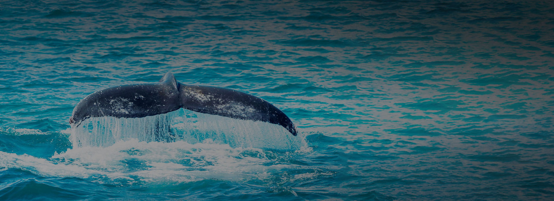 Whale tail wiggled out of the water in blue sea